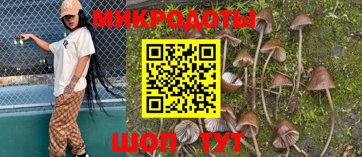 Псилоцибиновые грибы Psilocybe Ухта